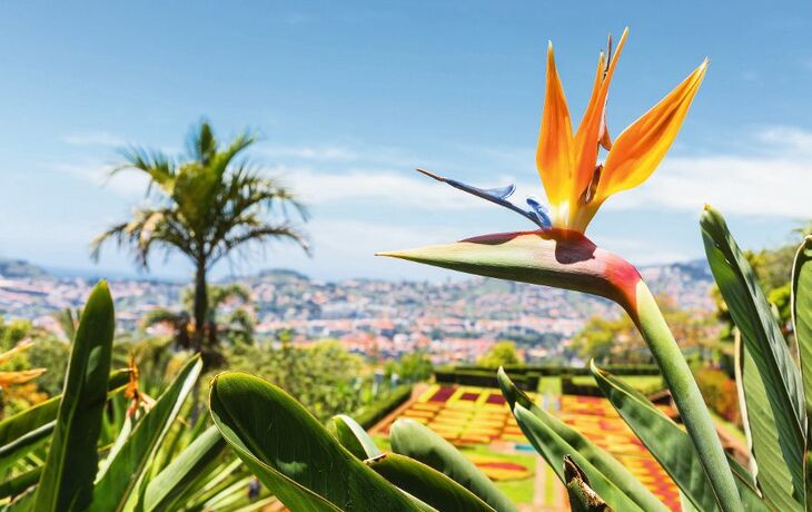 Strelitzia im Madeira Botanical Garden