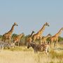 Giraffen und Zebras in Etoscha