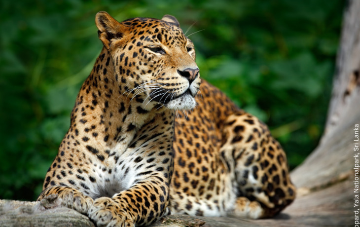 Leopard im Yala-Nationalparl, Sri Lanka