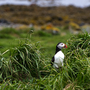 Papageientaucher in Isafjordur, Island