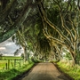 Dark Hedges, Nordirland